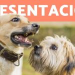 &iexcl;Incre&iacute;ble descubrimiento! IBI a nombre equivocado del due&ntilde;o
